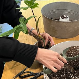 Serserhee One-Day Gardening Class