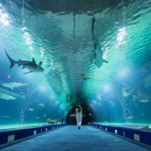 Entrada sin colas al Oceanogràfic y al Hemisfèric