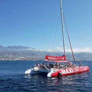 Tenerife: Excursión en Catamarán para Avistamiento de Delfines y Ballenas + Comida + Traslados