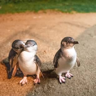 Phillip Island: Guided Tour from Melbourne + Wine, Lunch & Penguin Parade