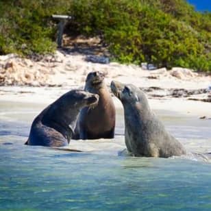 Dolphin, Penguin and Sea Lion Cruise