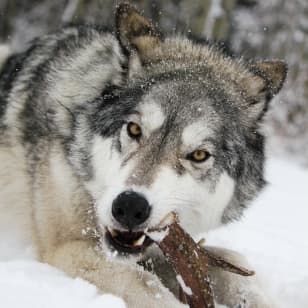 Yamnuska Wolfdog Sanctuary