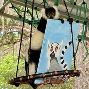 Painting with Primates