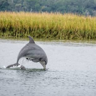 2 Hours Dolphin Eco Tour