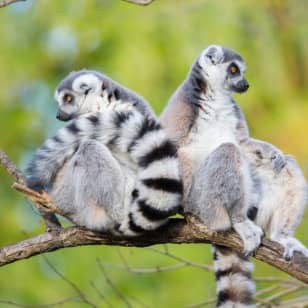 Woodland Park Zoo: Skip The Line