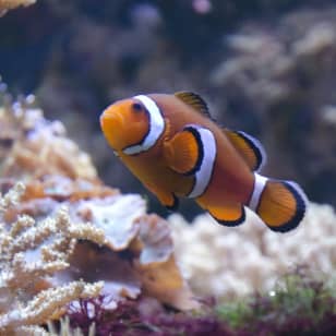 Aquarium de Lyon : à la découverte de poissons du monde entier