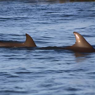 Folly Beach Dolphin Viewing Boat Excursion and Estuary Tour 