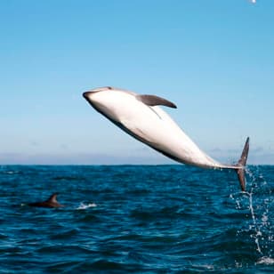 Whale Watching Cruise Guided by Experts from Birch Aquarium