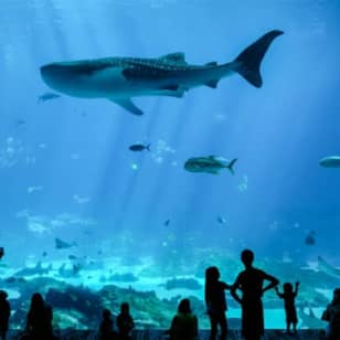 Georgia Aquarium: Skip The Line Ticket