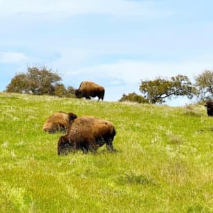 Santa Catalina Island : visite guidée en safari