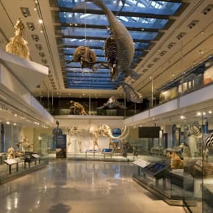 Natural History Museum of Los Angeles County: Entry Ticket
