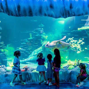 Sea Life Sydney Aquarium Entrance Ticket