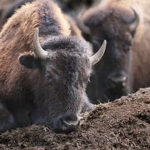 Buffalo Loop 1-Hour Horseback Trail Ride in Kananaskis