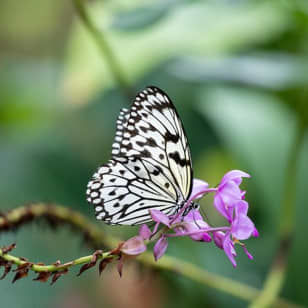 The Cockrell Butterfly Center in Houston