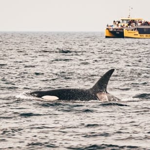 Half-Day Whale Watching Adventure from Vancouver