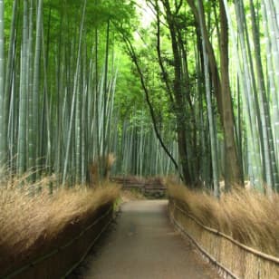 京都：ガイド付き観光バスツアー（日本語）