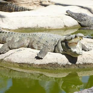 Crocodile Park Torremolinos