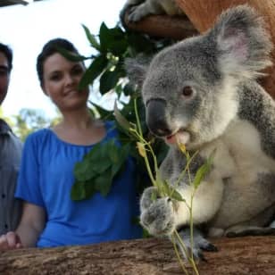 Taronga Zoo + Sydney Harbour Hopper Pass (24/48h)