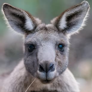 Small-Group Grampians Great Wilderness Escape Day Trip with Hiking