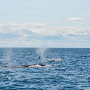 Boston Harbor Whale Watch Cruise