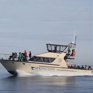 Victoria Whale Watch Tour