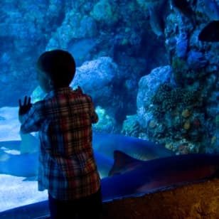 ﻿Acuario del centro de Houston