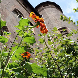 Palazzo Madama: Salta la fila