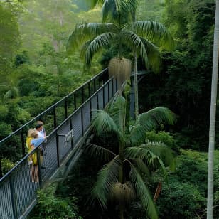 Premium Springbrook Natural Bridge, Glow Worm Cave & Skywalk