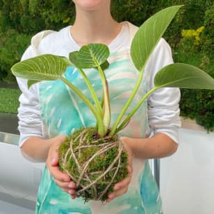 ﻿Crea tu propio Kokedama