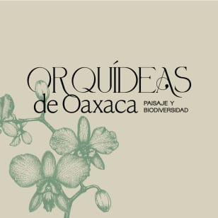 Orquídeas de Oaxaca | Expo-venta