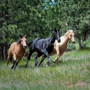 ﻿Visite guidée des légendes vivantes des chevaux de course champions