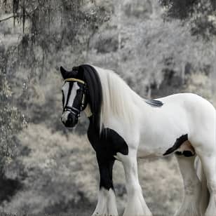 Gypsy Gold Horse Farm Tour