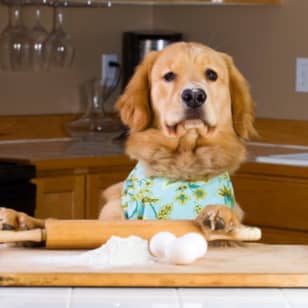 Pasta and Puppies