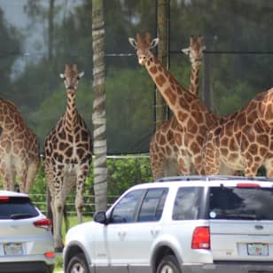 Lion Country Safari: Drive Through Safari + Adventure Park