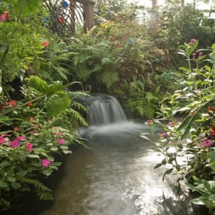 Butterfly Rainforest at Florida Museum of Natural History Ticket