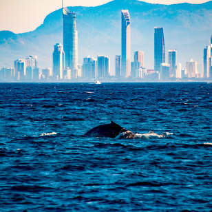 Small-Group Sailing Cruise on the Gold Coast