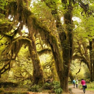 ﻿Parque Nacional Olímpico: Excursión de un día en grupo reducido todo incluido desde Seattle