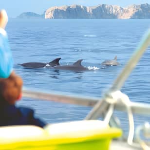 Sunrise Boat Trip in Mallorca with Dolphin Watching