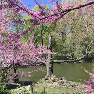 ﻿Central Park: Recorrido a pie