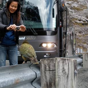 Luxury Milford Sound Coach and Scenic Cruise 