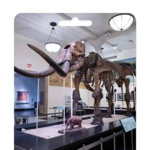 Museo di storia naturale  - Carta regalo