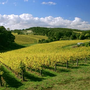 Afternoon Half-Day Adelaide Wine Tasting and Tour