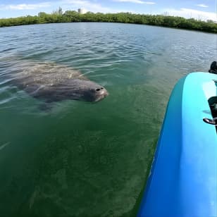  Lido Key Pedal Kayak Tour in Sarasota