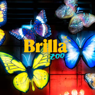 Brilla Festival - Lista de espera