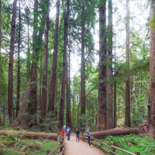 ﻿Excursión de un día a Muir Woods y Sausalito & Crucero por la bahía