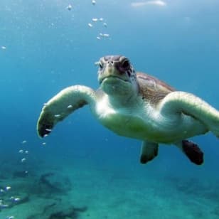 Tenerife: Excursión guiada de Kayak y Snorkel
