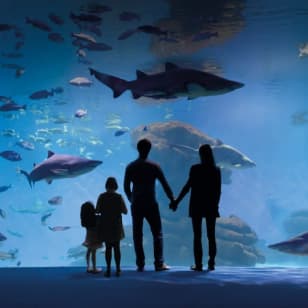Palma Aquarium: Entrada sin colas + Cine 3D Aquadome (opcional)