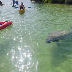 ﻿Exploración de la selva de manglares en SUP/Kayak