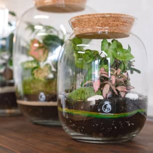 Terrarium Making Class – Relax, Plant & Create