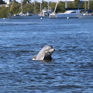 Dolphin and Sightseeing Tiki Cruise